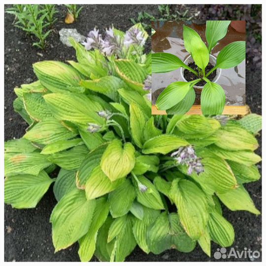 Хосты в ассортименте