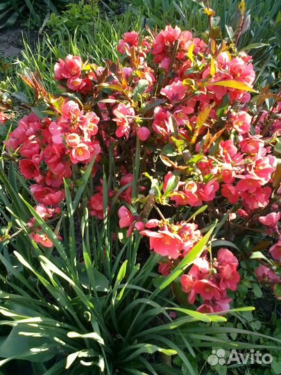 Цветущие кустарники и другие