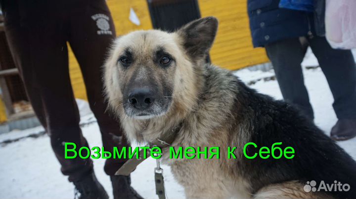 Восточноевропейская овчарка