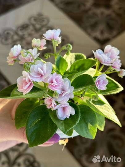 Мини фиалка Hunter's Chickadee Chirps