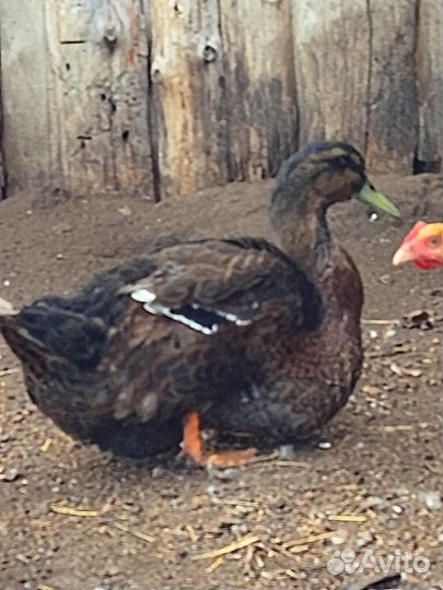 Руанская утка