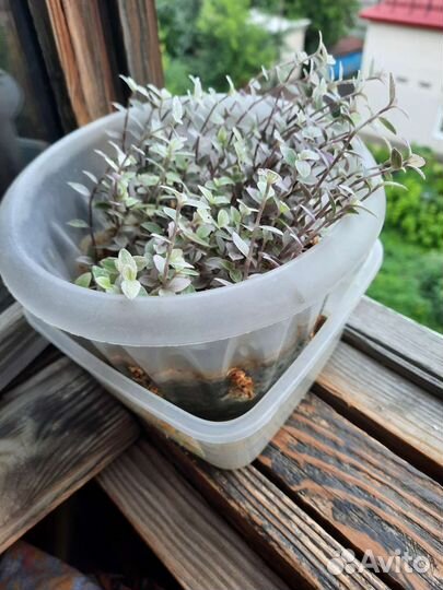 Каллизия ползучая 