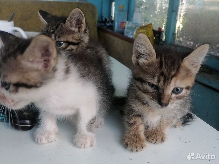 Кошки в добрые руки бесплатно