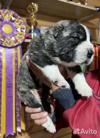 Среднеазиатская овчарка алабай щенки