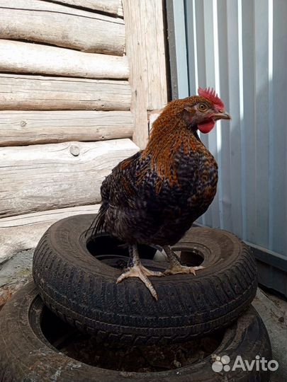 Молодые петушки