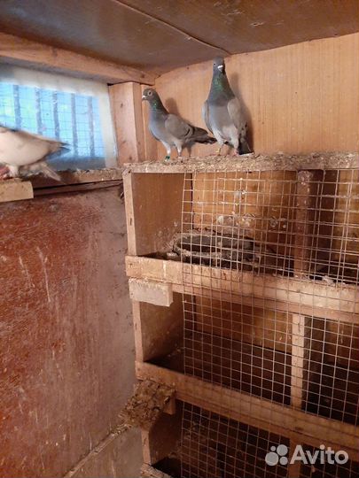 Продаются голуби