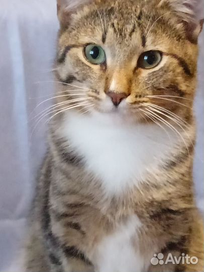 Кошки в добрые руки