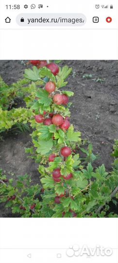 Садовые цветы и растения