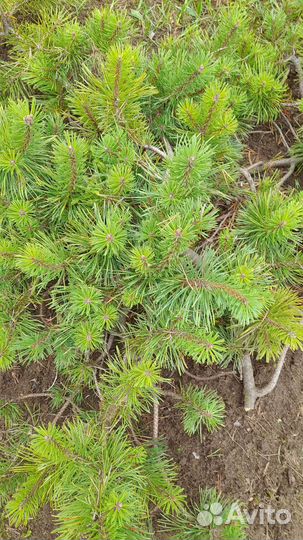 Сосна горная мини 4 года