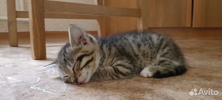 Котёнок в добрые руки мальчик