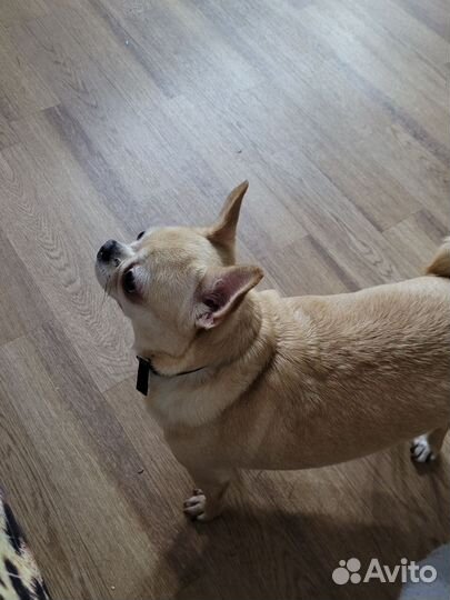 Продаю собачку чихуахуа девочка