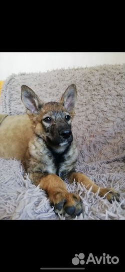 Щенки в добрые руки