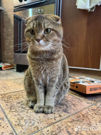 Шотландский кот вязка