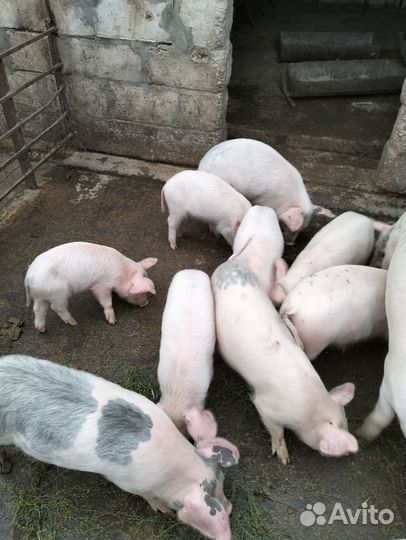 Поросята