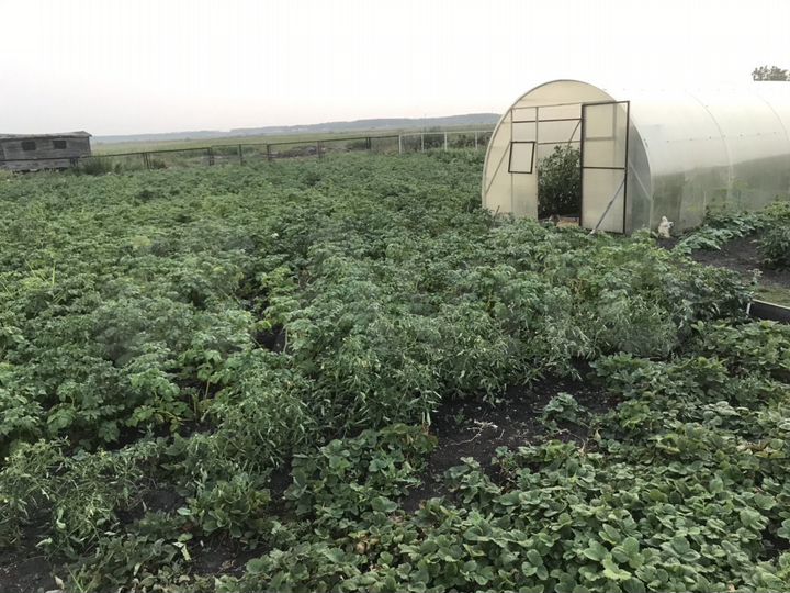 Участок 8 сот. (ИЖС)