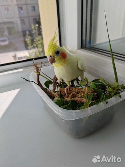 Попугай корелла ручной