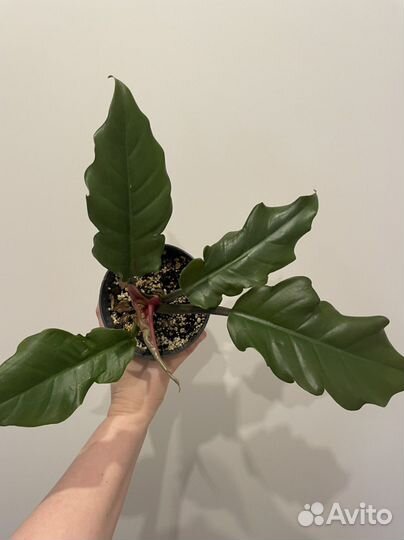 Филодендроны