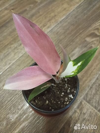 Аглаонема фламинго
