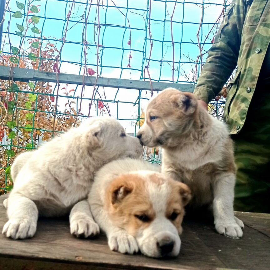 Щенки среднеазиатской овчарки