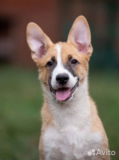 Щенок Бутуся кобель в дар