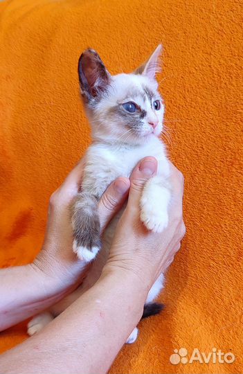 Отдаю кошку в добрые руки