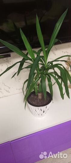 Продам пальму Юкка
