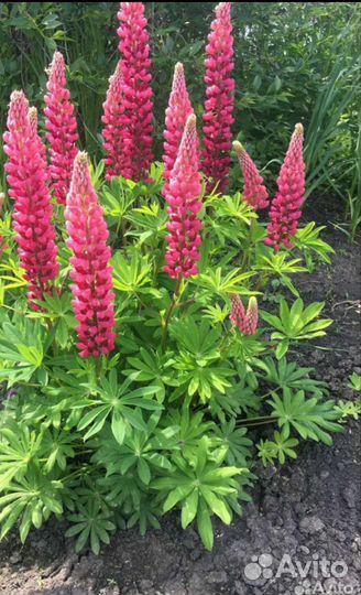 Рассада люпинов