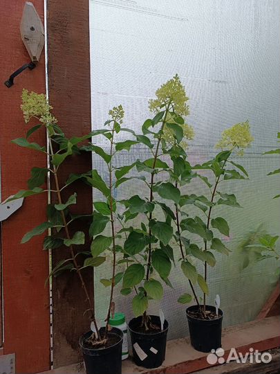 Сильвер доллар гортензия метельчатая