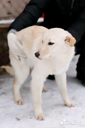 Очаровательная Белла ищет заботливые ручки