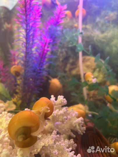 Улитки аквариумные ампулярии