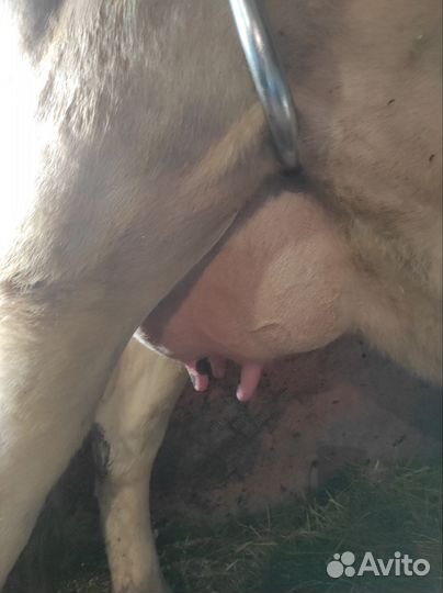 Корова дойная