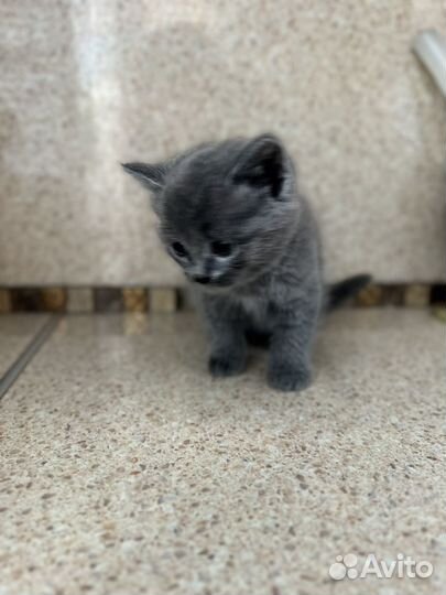 Британские котята