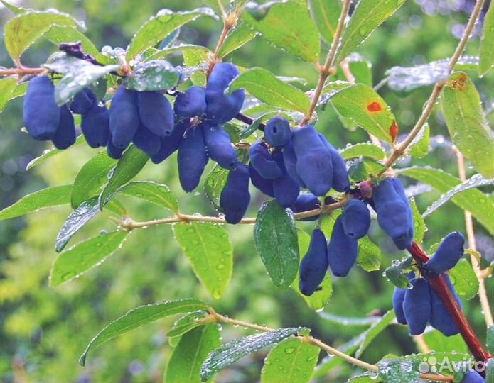 Жимолость 3 вида. Двухлетки