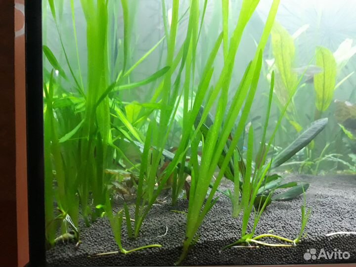 Растение в аквариум