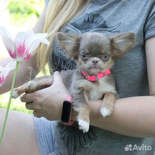Красотка чихуахуа для Души c доcтавкoй и видeо