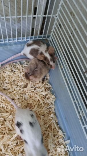 Сатиновые мышки