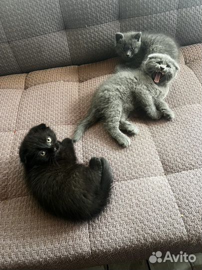 Котята вислоухие помесь британца и шотландца