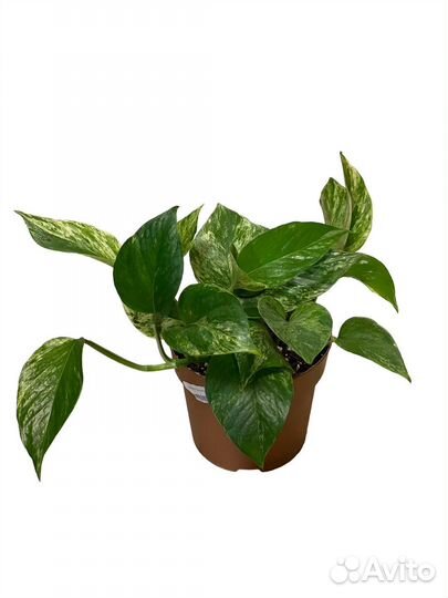 Эпипремнум Марбл Квин