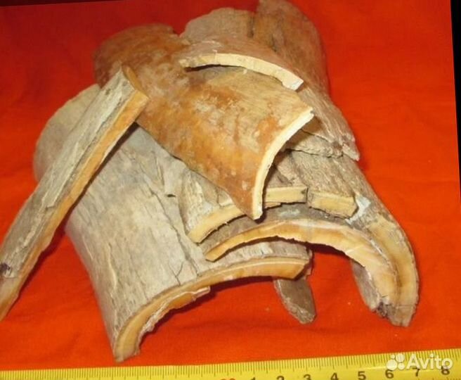 Щепа бивня мамонта для резьбы и пр