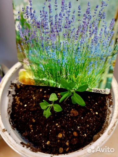 Рассада лаванды
