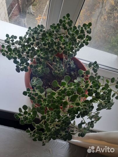 Продаётся дерево любви