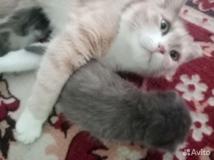 Котята домашние