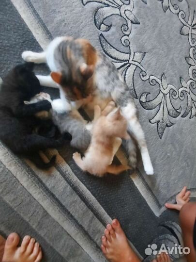 Котята в добрые руки