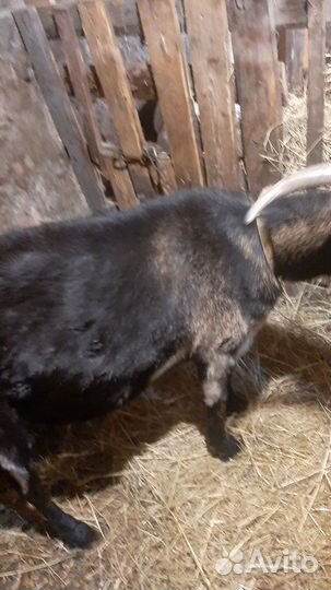 Коза дойная