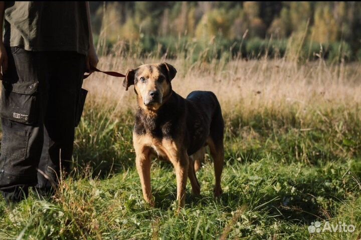 Собака компаньон в добрые руки