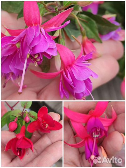 Цветочки разные, цена договорная