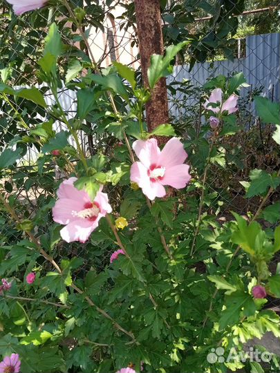 Гибискус садовый