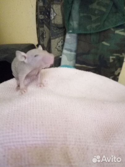 Декоративная крыса дамбо