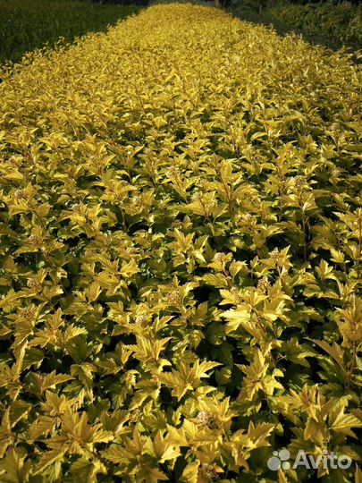 Пузыреплодник жёлтый