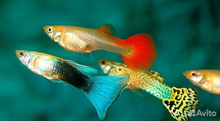 Аквариумные рыбки